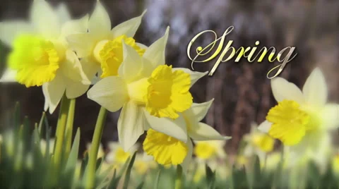 Beautiful Spring Daffodils with caption Stock Footage 48391969