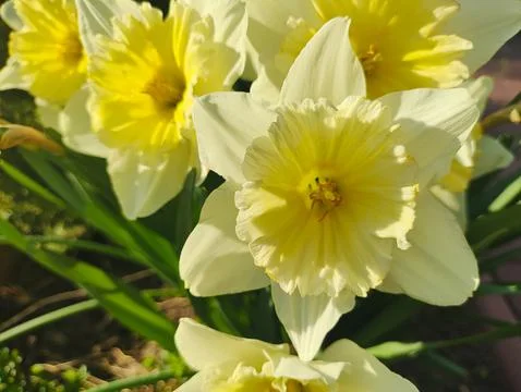 Beautiful spring daffodils. first spring flowers. yellow-white flowers. daf.. Fotos Stock