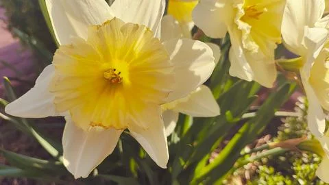 Beautiful spring daffodils. first spring flowers. yellow-white flowers. daf.. Stockfoto's