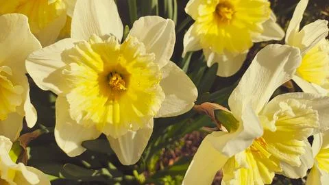 Beautiful spring daffodils. first spring flowers. yellow-white flowers. daf.. Stock Photos