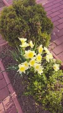 Beautiful spring daffodils. first spring flowers. yellow-white flowers. daf.. Фото