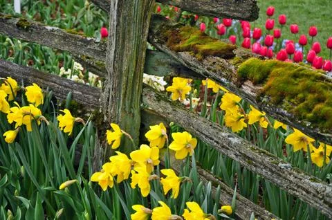 Beautiful spring daffodils Stock Photos