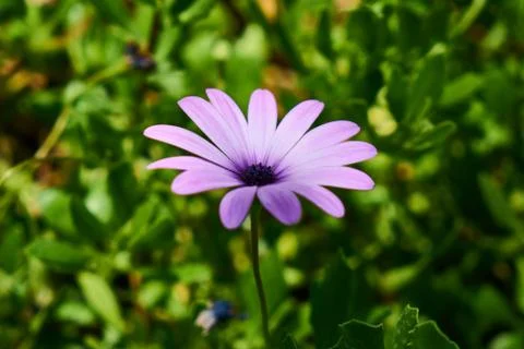 Beautiful spring daisies in the nature Stock Photos