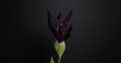 Beautiful Spring Dark Iris flower bud blooming timelapse, extreme close up. Time Stock Footage 108004700