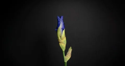 Beautiful Spring Dark Iris flower bud blooming timelapse, extreme close up. Time Stock Footage 108004952