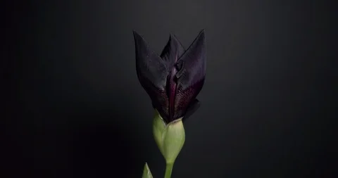 Beautiful Spring Dark Iris flower bud blooming timelapse, extreme close up. Time Stock Footage 108328365
