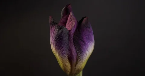 Beautiful Spring Dark Iris flower bud blooming timelapse, extreme close up. Time Stock Footage 108328579