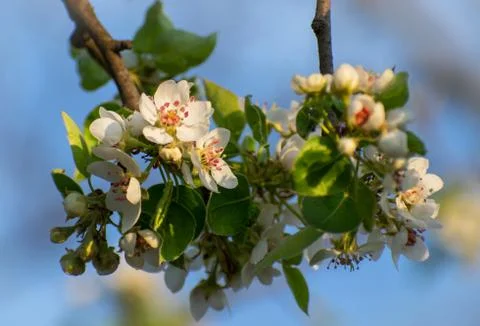 Beautiful spring day with flowering trees. Stock Photos