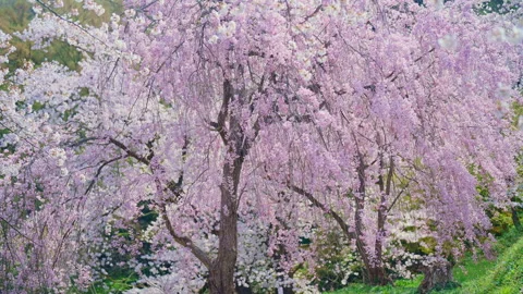 Beautiful Spring day, sakura Cherry blossom against blue sky in park, Shida.. Stock Footage 315208573