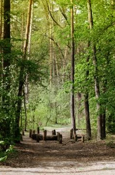 Beautiful Spring Deciduous forest. Dirty road among trees Stock Photos