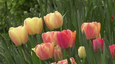 Beautiful Spring Easter Tulips Flowers Blowing in the wind Stock-Footage 50315372