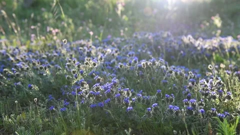 Beautiful spring field of small blue flowers in the sun Stock Footage 139924705