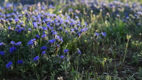 Beautiful spring field of small blue flowers in the sunset Stock Footage 139924729