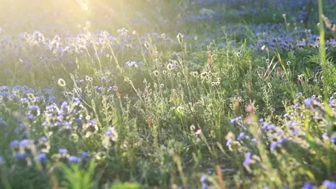 Beautiful spring field of small blue flowers in the sun at dawn Stock Footage 139924807