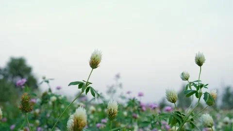 Beautiful spring field of small flowers in the sun at dawn. 動画素材 246474318