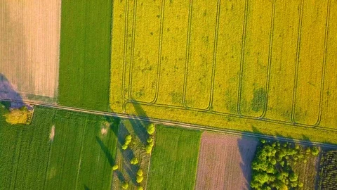 Beautiful spring fields with blooming rape.  Stock Footage 107564577