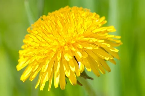 Beautiful spring flower background Stock Photos