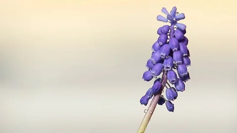 Beautiful spring flower blue Grape Hyacinths (Muscari armeniacum) Stock Footage 127625205