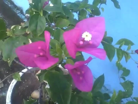 Beautiful spring flower in a cement vase on the sidewalk of the building Stock Footage 159435089