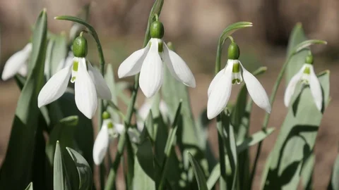 Beautiful spring flower common snowdrop outdoor close-up 4K 2160p 30fps Ultra Stock Footage 75505252