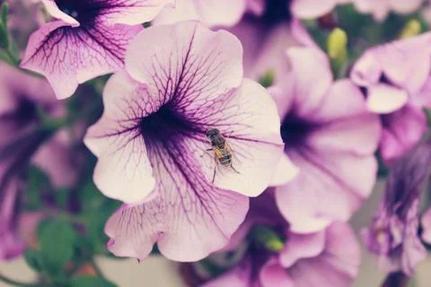 Beautiful spring flower composition. Stock Photos