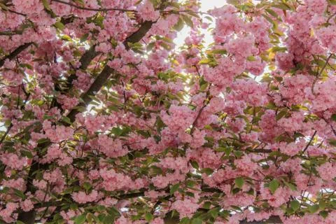 Beautiful spring flower composition. Stock Photos