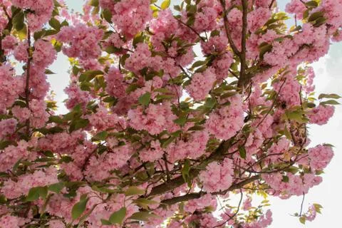 Beautiful spring flower composition. Stock Photos