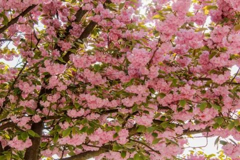 Beautiful spring flower composition. Stock Photos