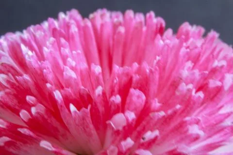 Beautiful spring flower composition. Stock Photos