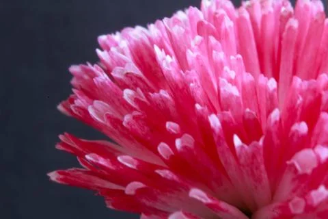 Beautiful spring flower composition. Stock Photos
