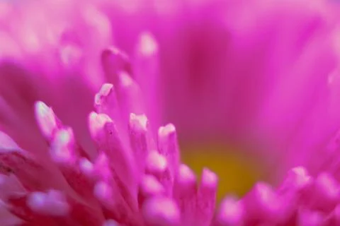 Beautiful spring flower composition. Stock Photos