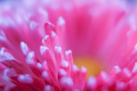 Beautiful spring flower composition. Stock Photos