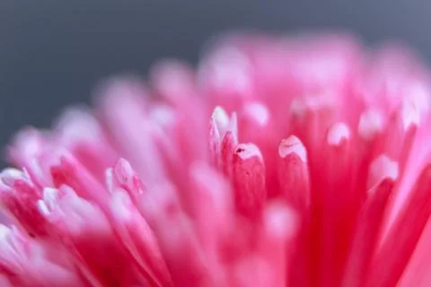 Beautiful spring flower composition. Stock Photos