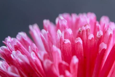 Beautiful spring flower composition. Stock Photos