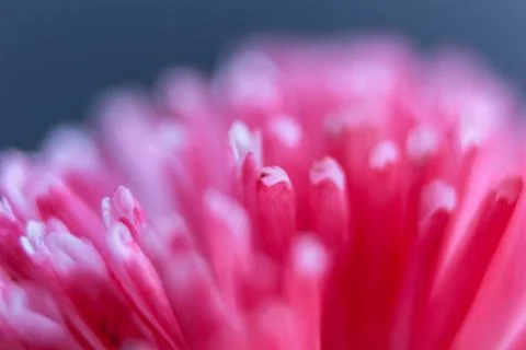 Beautiful spring flower composition. Stock Photos