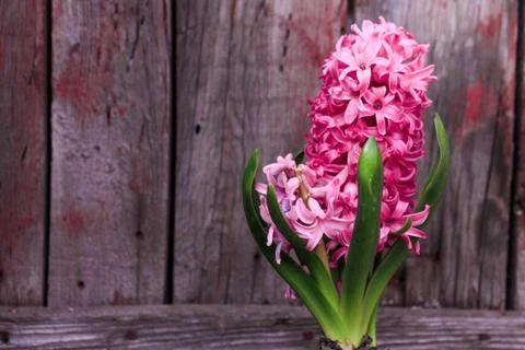 Beautiful spring flower composition. Stock Photos