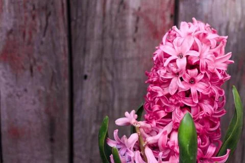 Beautiful spring flower composition. Stock Photos