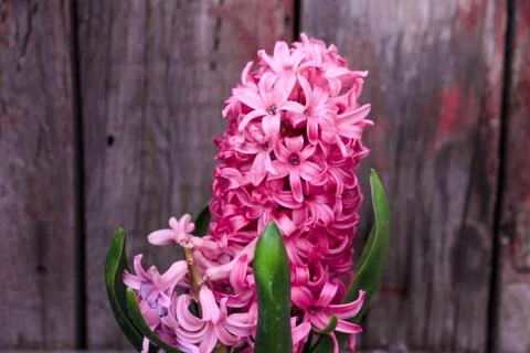 Beautiful spring flower composition. Stock Photos