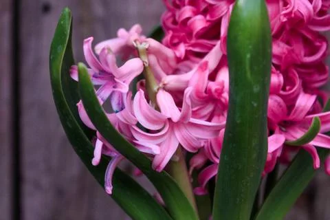 Beautiful spring flower composition. Stock Photos