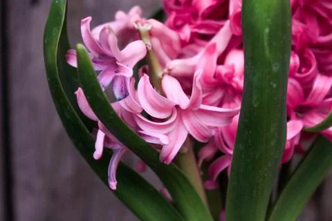 Beautiful spring flower composition. Stock Photos