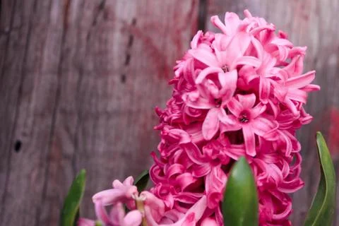 Beautiful spring flower composition. Stock Photos