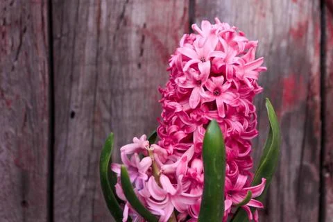 Beautiful spring flower composition. Stock Photos