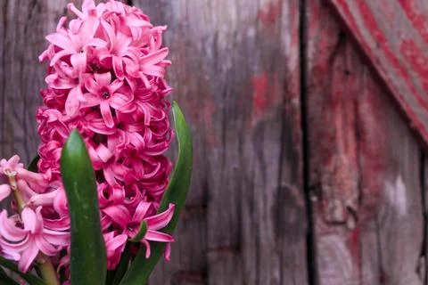 Beautiful spring flower composition. Stock Photos