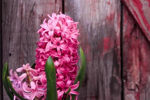 Beautiful spring flower composition. Stock Photos