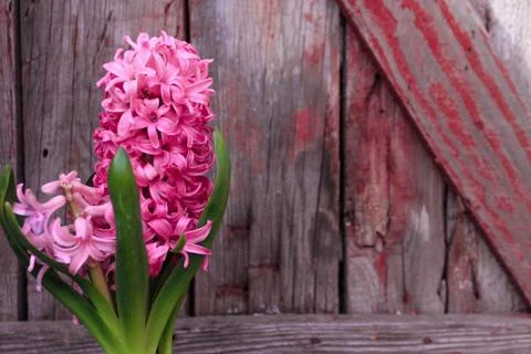Beautiful spring flower composition. Stock Photos