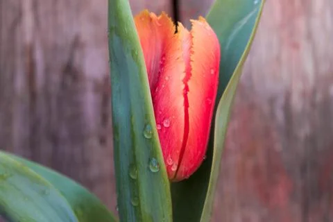 Beautiful spring flower composition. Stock Photos