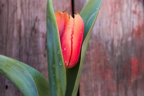 Beautiful spring flower composition. Stock Photos