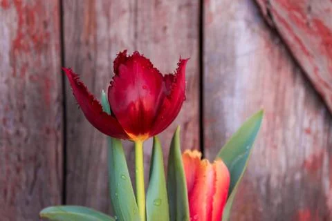 Beautiful spring flower composition. Stock Photos