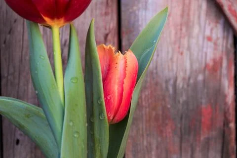 Beautiful spring flower composition. Stock Photos