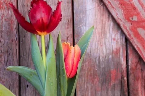 Beautiful spring flower composition. Foto stock
